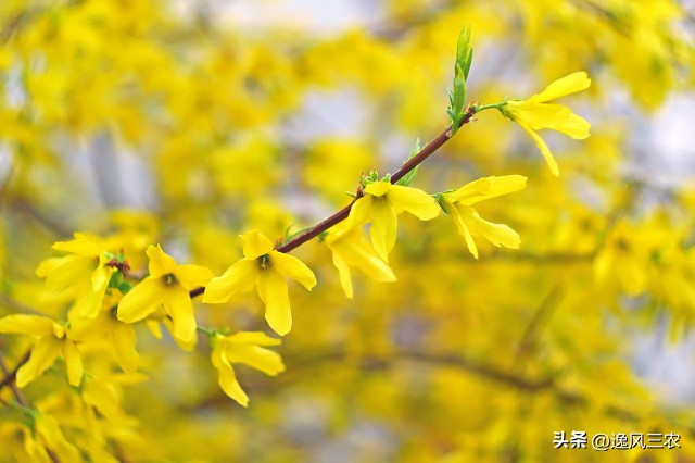 一亩地种植什么药材最赚钱,50亩种什么药材最有前景