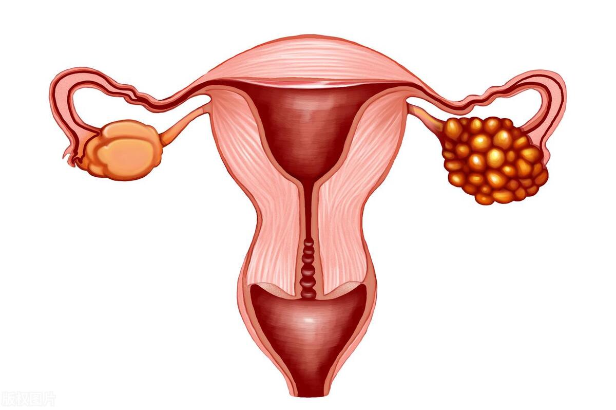 女生第一次会出血吗？处女膜有什么用？医生告诉你答案
