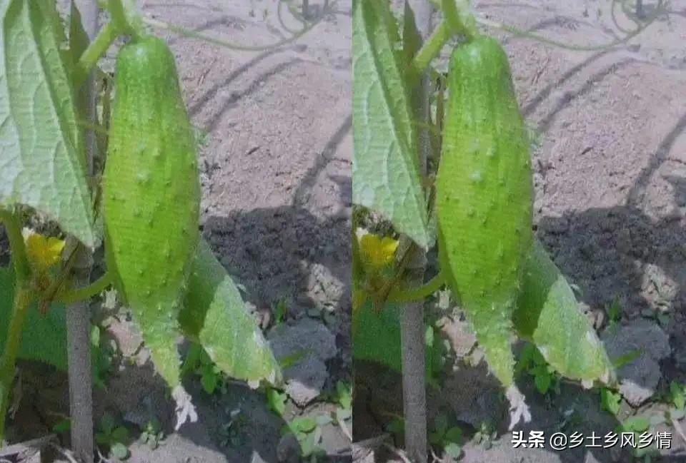 黄瓜弯瓜的原因和治疗方法,黄瓜出现细腰瓜是什么原因