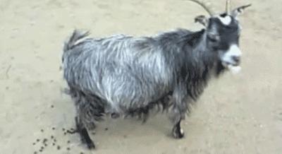 摩洛哥上树的羊,摩洛哥踢足球厉害吗