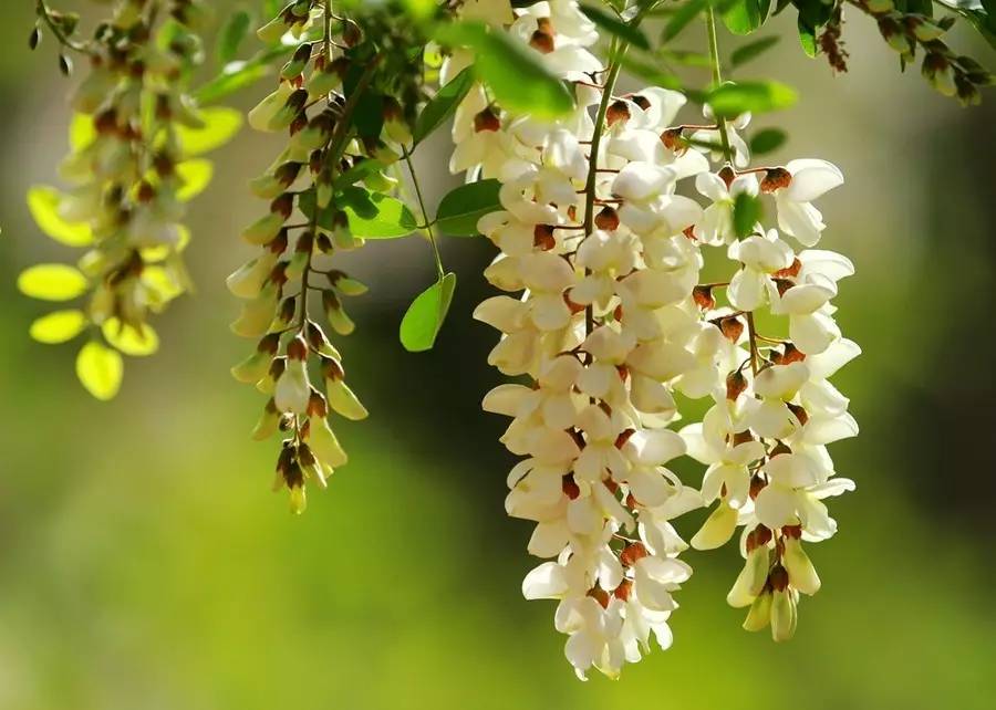 写槐花美的诗句,描写槐花清新淡雅香气四溢的诗句