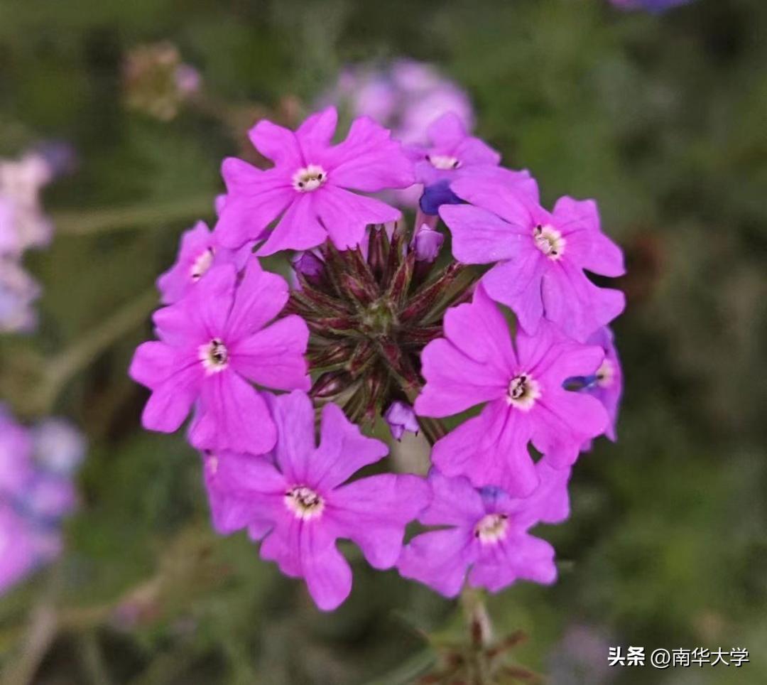 南华大学校花全集,校花南华大学