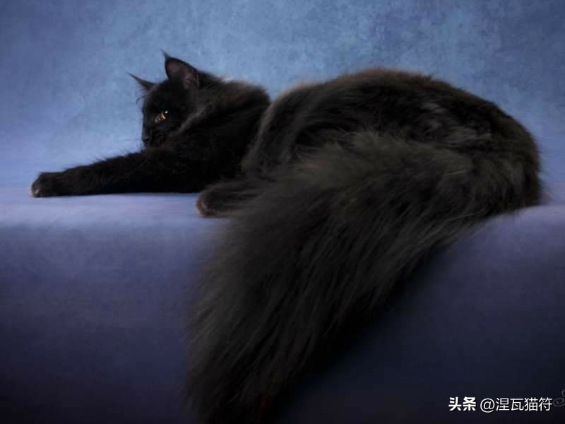 挪威森林猫纯白,挪威森林猫优雅吗值得买吗