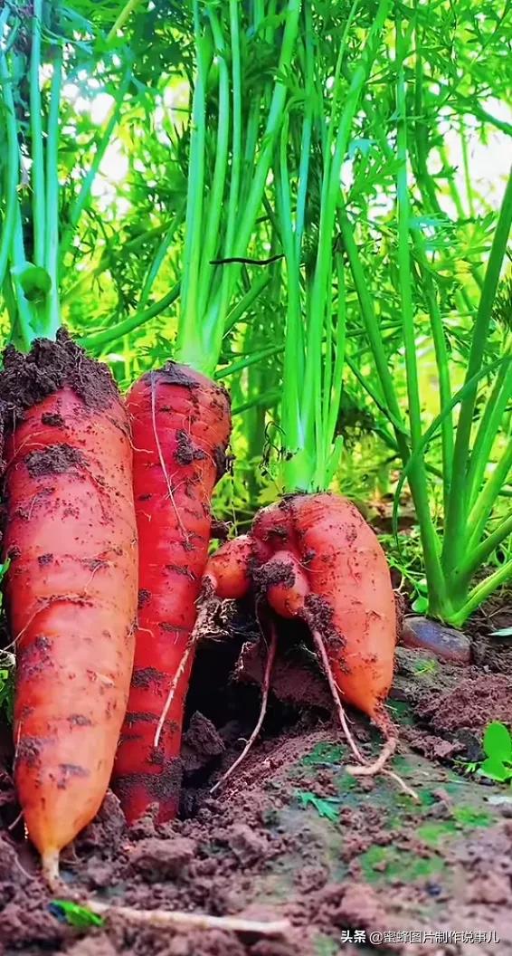 丰富美味的水果壁纸,甘甜适口的美味水果壁纸图片
