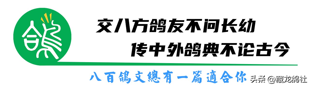 怎样让老鸽子多产生鸽乳,怎么样才能让老鸽子暖窝