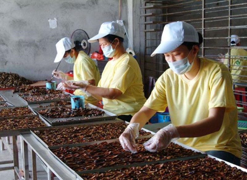 恶魔果实槟榔,槟榔恶魔果