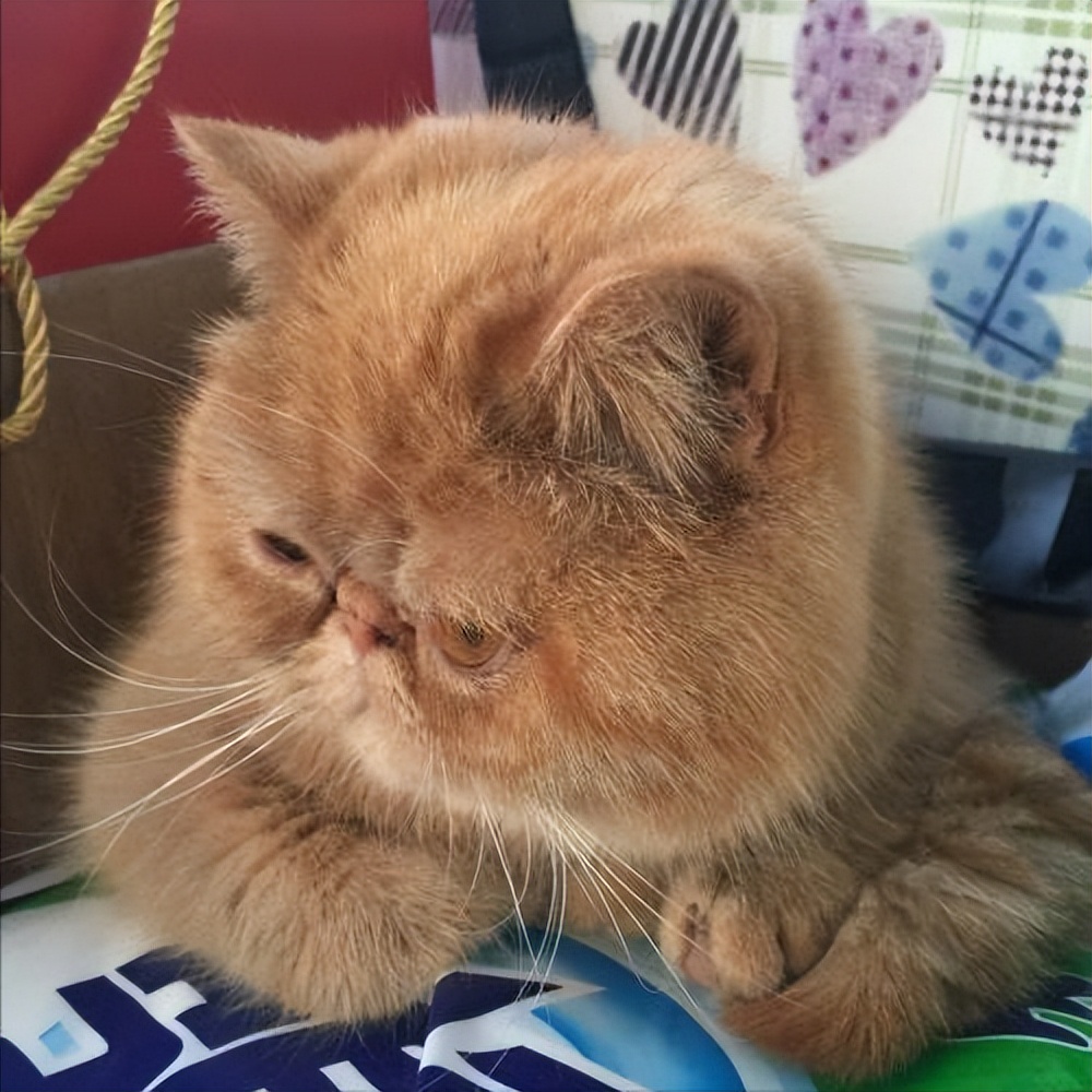 哪一种猫最蠢 (最不乖的5种猫咪你家猫也在其中)