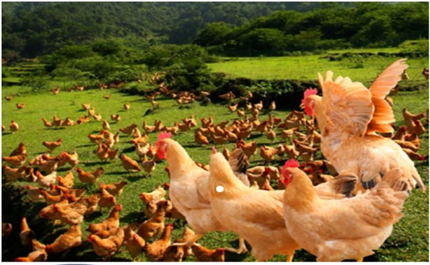 河南农业养殖物联网云平台,互联网养殖哪个平台最好