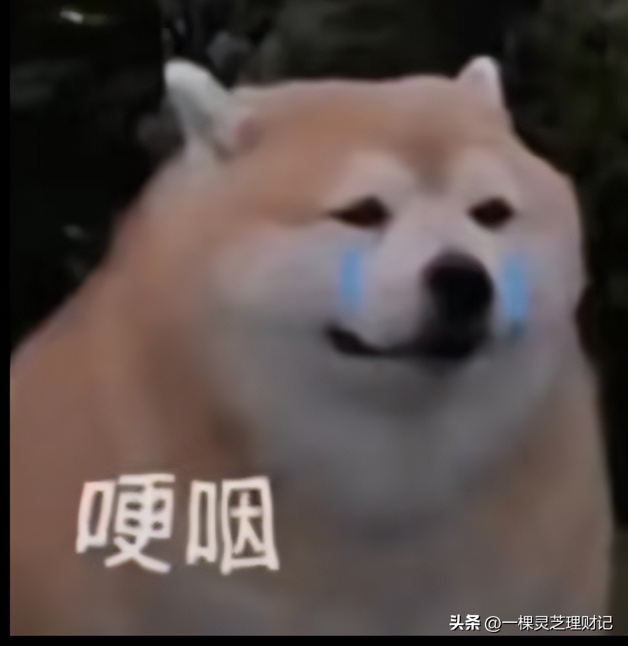 博主一棵灵芝终于开始开【可转债学习打卡群】啦！?快来快来！