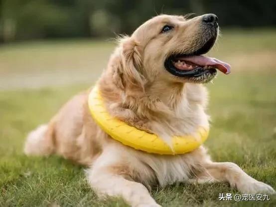 狗狗癫痫过后怎么让它安静下来,狗狗得了癫痫吃什么营养品较好