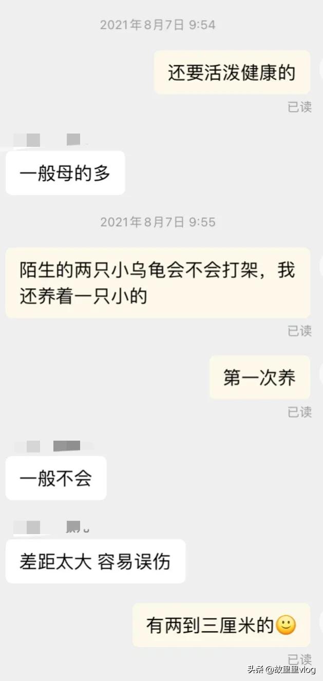 买了两只小乌龟现在长得特别大,乌龟长到几厘米开始生蛋