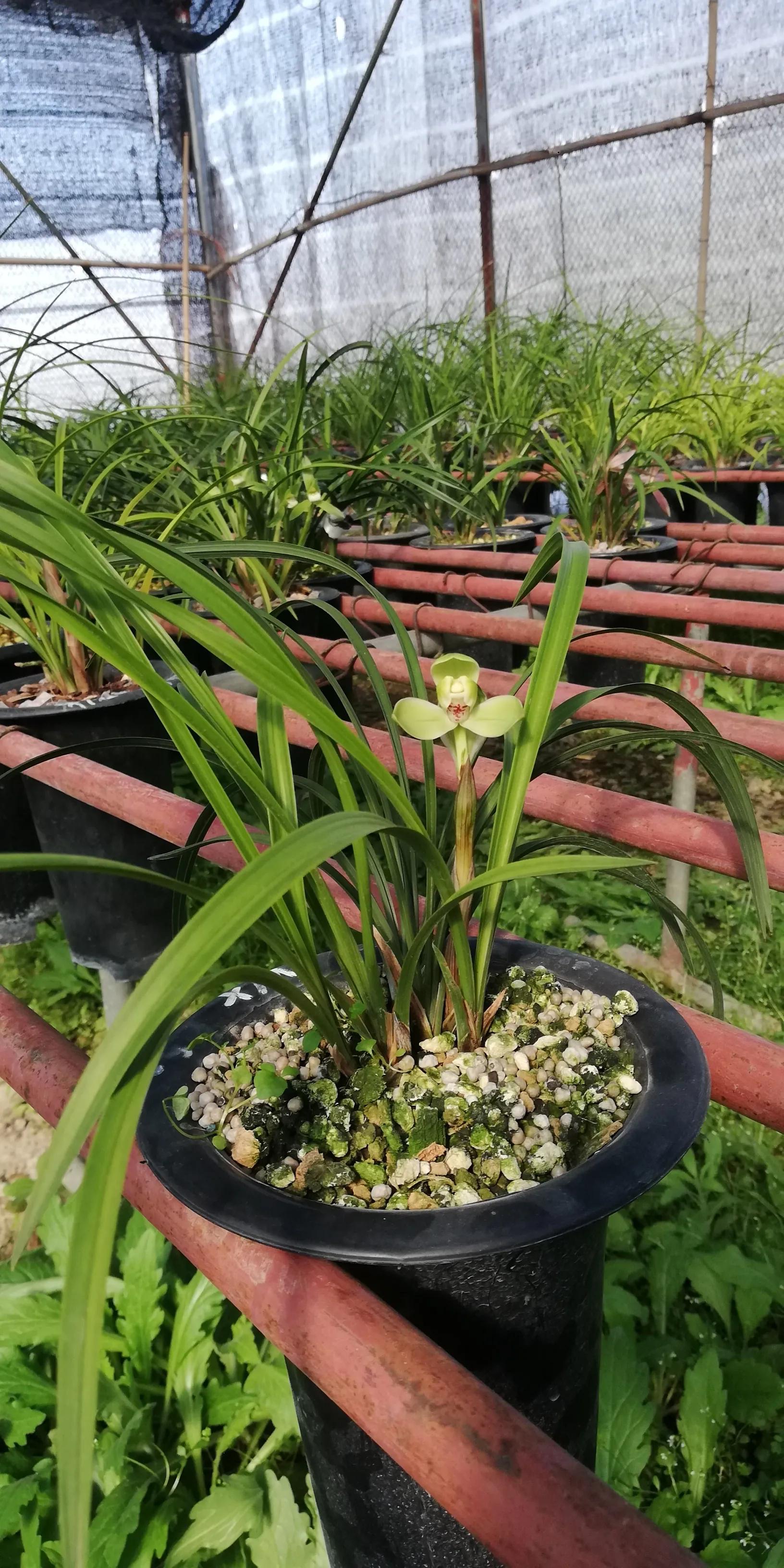 叶型最好看的兰花,浅谈对兰花的认识