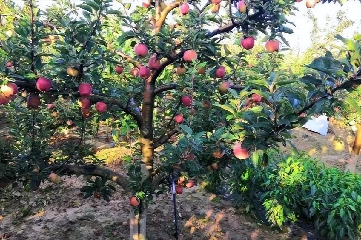 山东老板放弃千万生意,回乡给泥鳅建别墅,年销达1600万