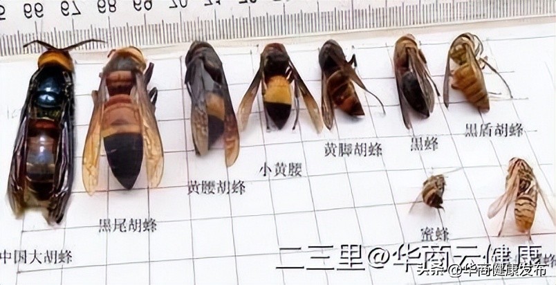 赏花的注意事项,赏花的小技巧