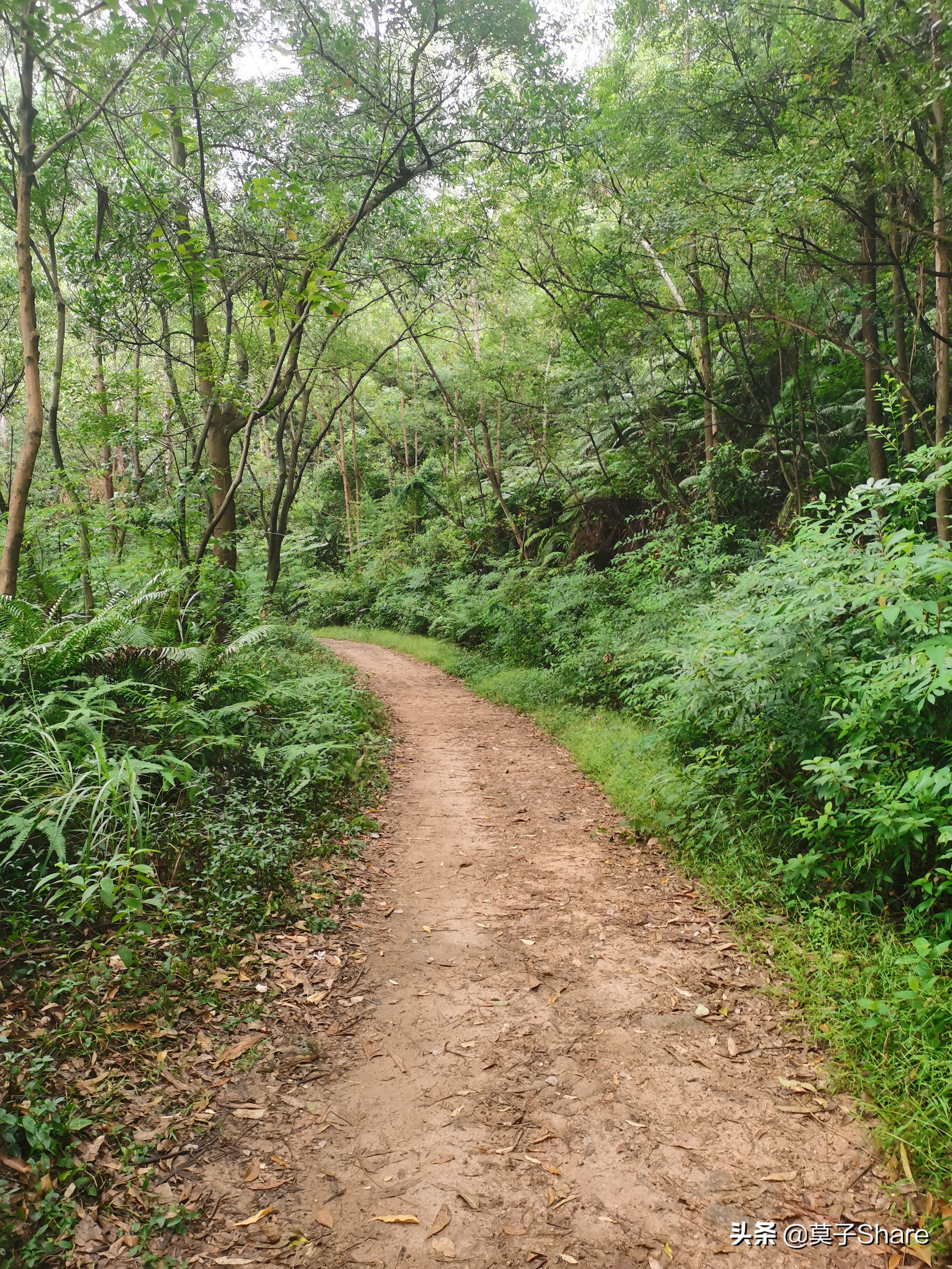 广州白云山小众公园,广州白云山原始森林公园旅游攻略