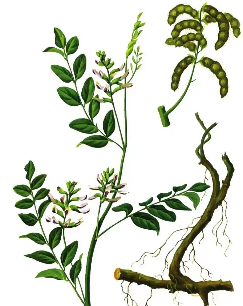 甘草中药图片,甘草中药养生