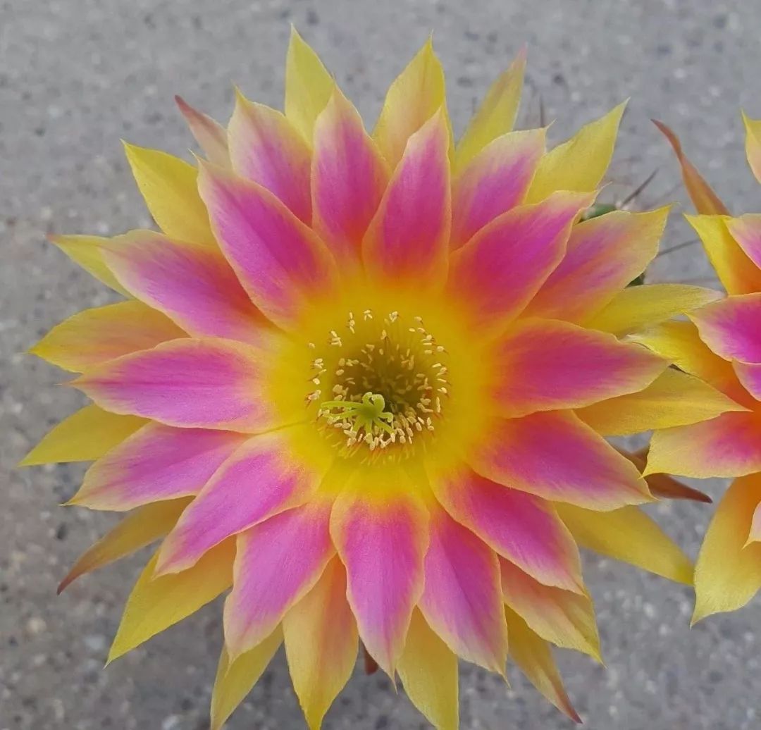 200种·仙人球开花图鉴，大开眼界，美到爆