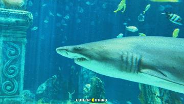 承包470000㎡山水野奢美景，泛舟下午茶…隐居桂林传奇酒店