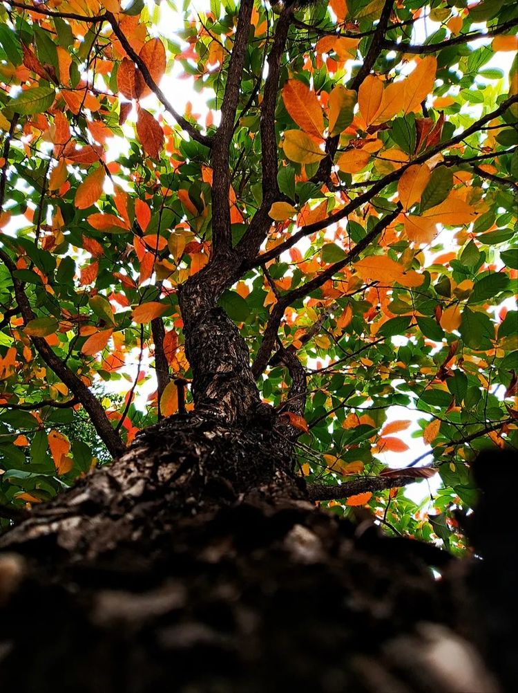 厦门软件技术学院厦软校区,厦门软件职业技术学院