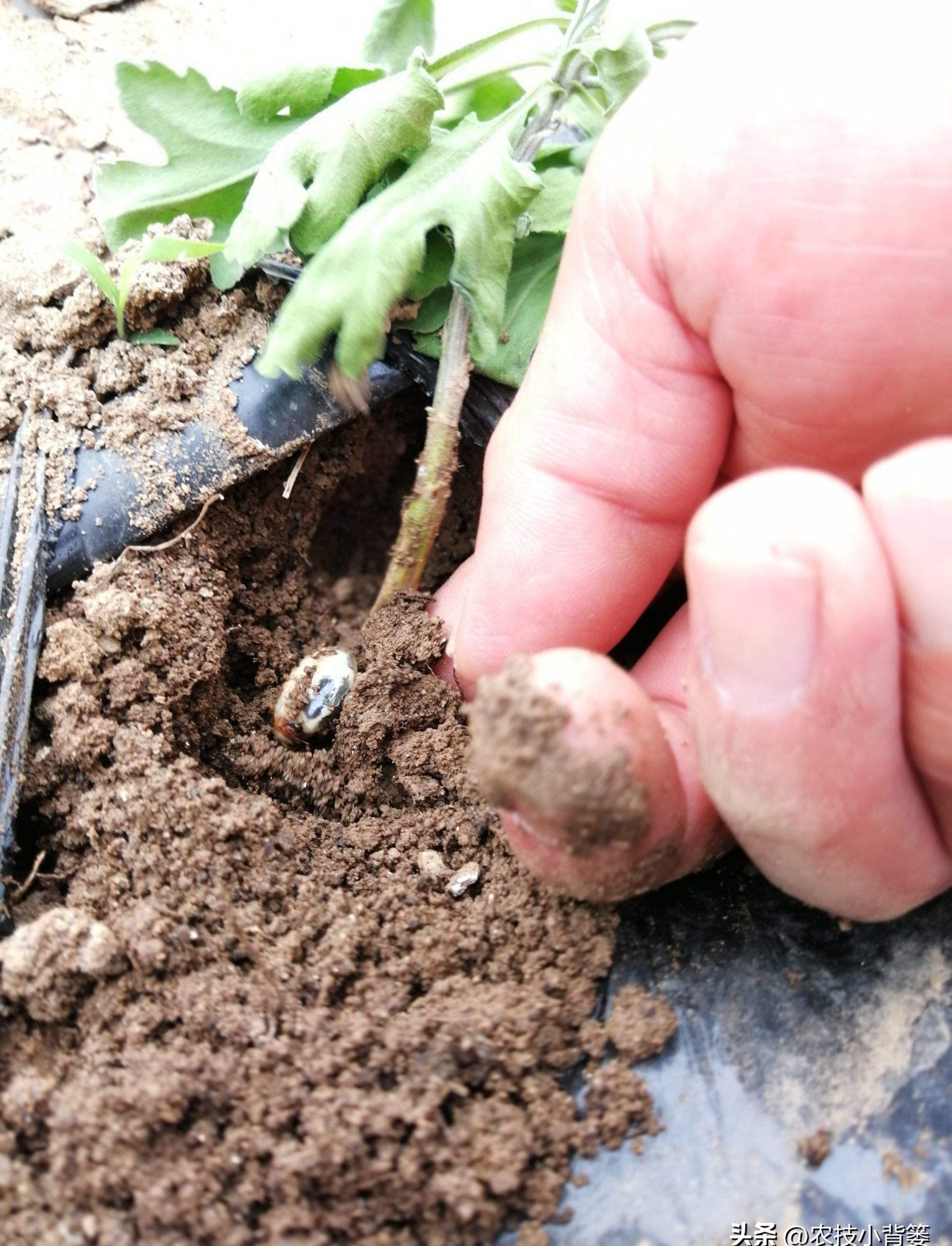 土蚕的预防与消杀,防治土蚕的最好方法