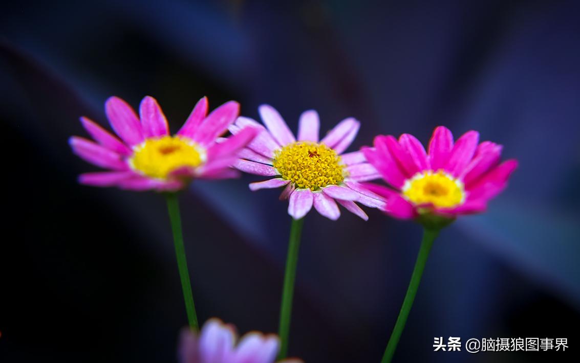 你拍的照片不够唯美,你拍的照片不清晰是怎么回事