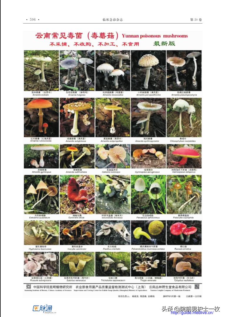 蘑菇中毒最常见品种,有毒蘑菇的八种识别方法