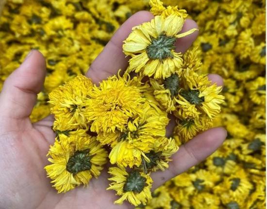 入秋能喝菊花茶吗,立秋可以喝枸杞菊花茶吗