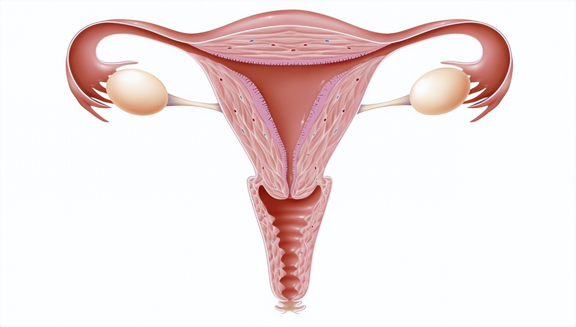 进入女性体内，没成功“受精”的精子都去了哪？这篇文章说清楚了