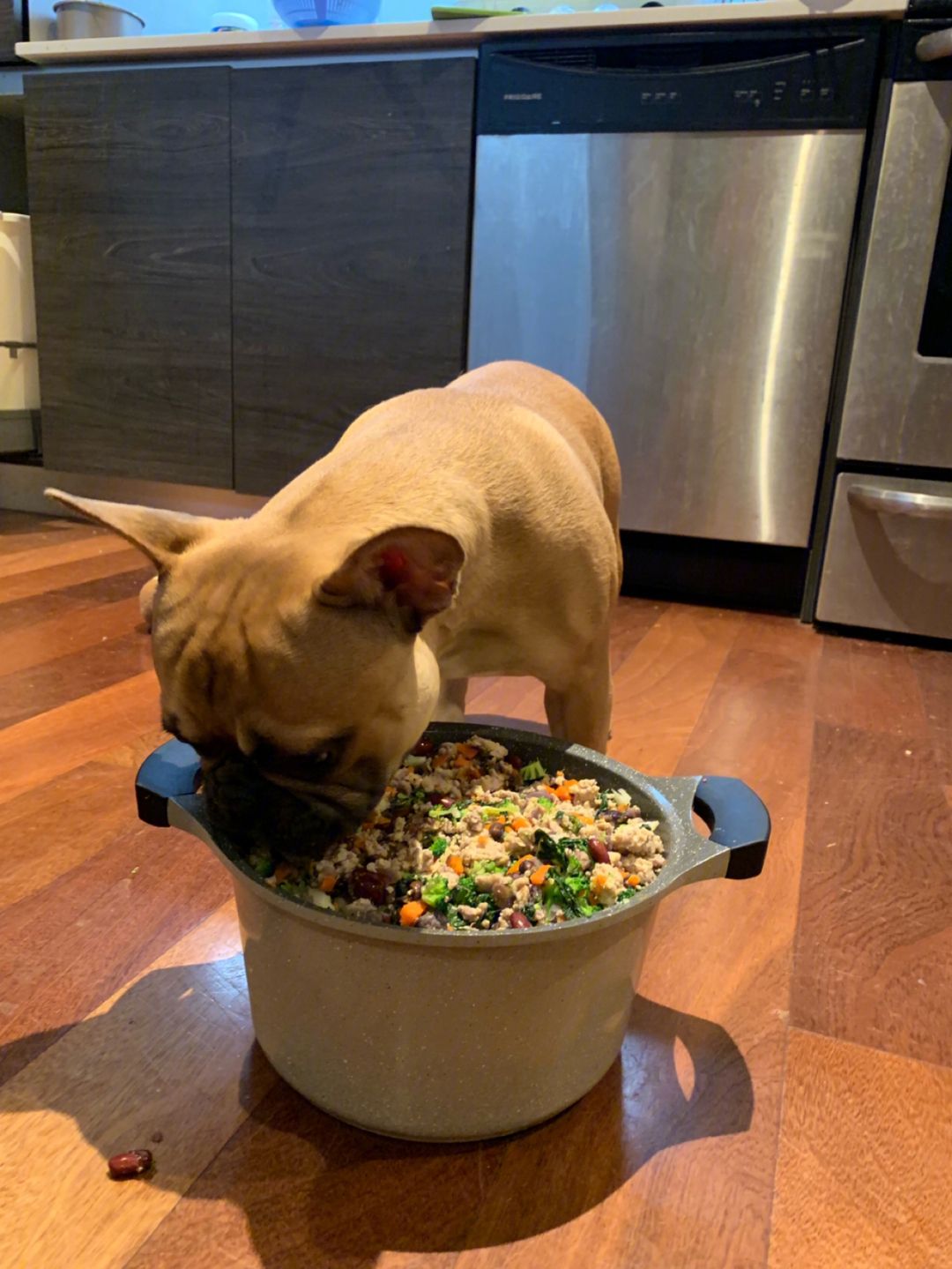 好养温顺的狗狗,哪种狗狗最温顺最聪明好养不掉毛