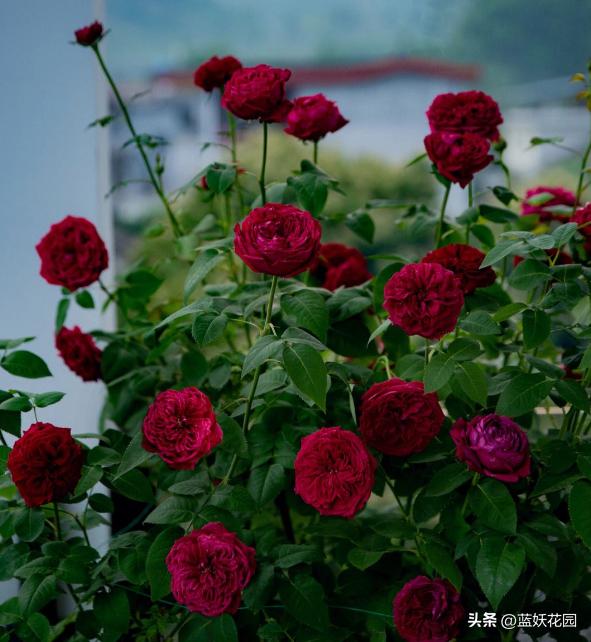 耐开耐晒的藤本月季有哪些,夏季都有哪些耐晒的月季品种