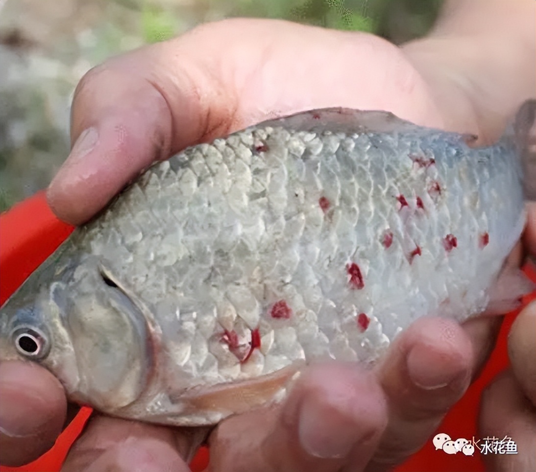 12种水产病害防治,你对水产动物病害的初步认识