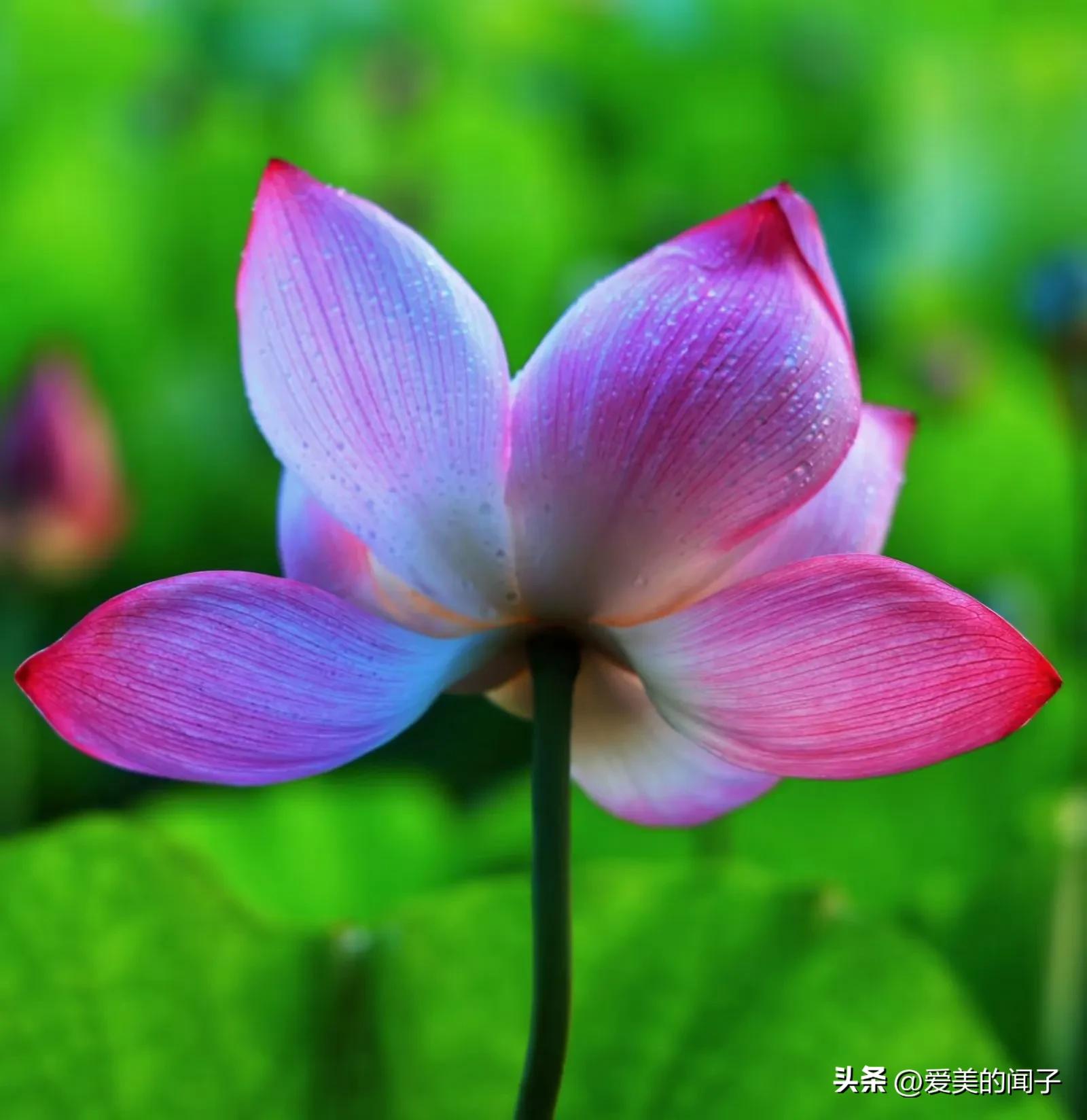 荷花仙子美得让人醉,夏日的荷花美景为你带来凉爽