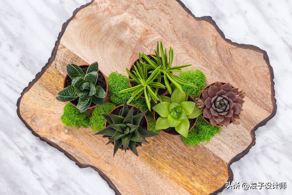 装修完放绿植去甲醛吗有影响吗,装修完放什么吸附甲醛