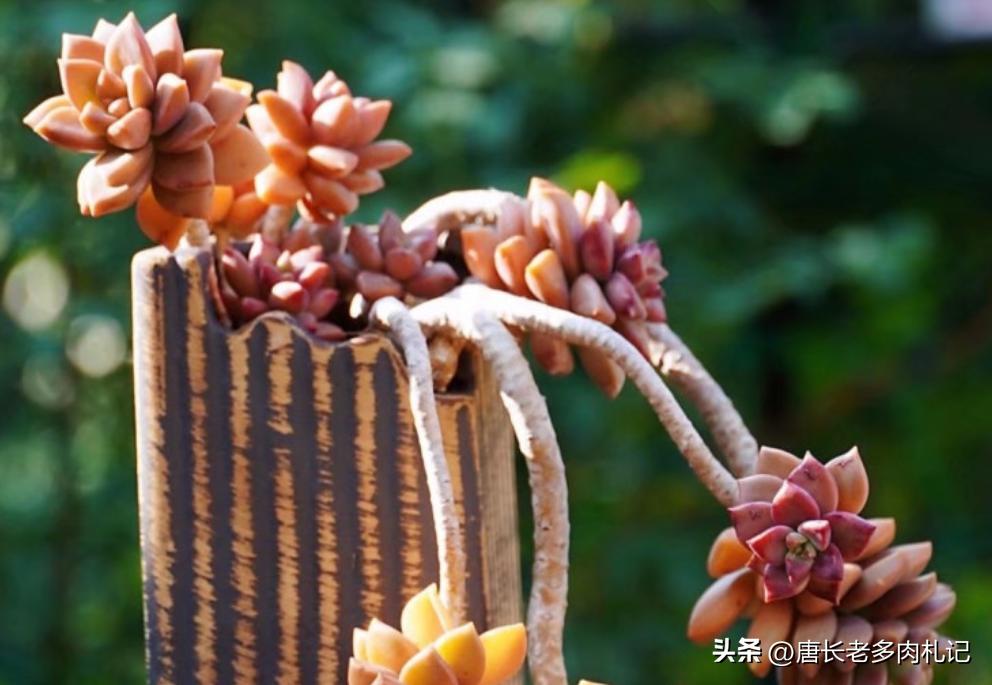 姬胧月和蒂亚哪个好看好养,姬胧月和蒂亚可以种一个盆吗