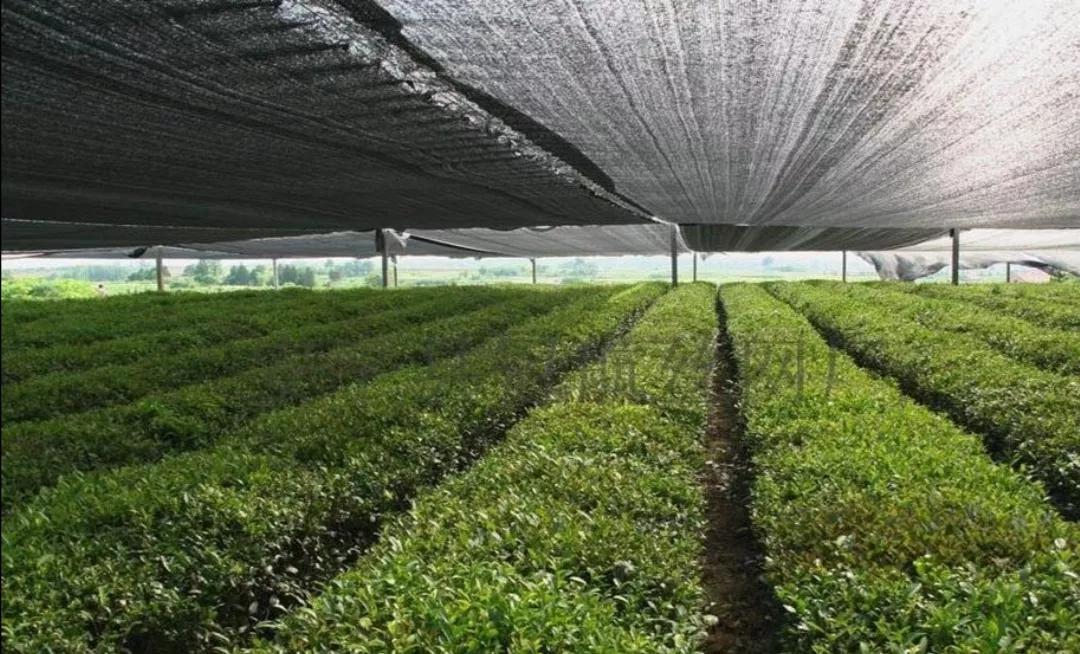 中药材种植基地如何打造,怎样申请中药材种植基地