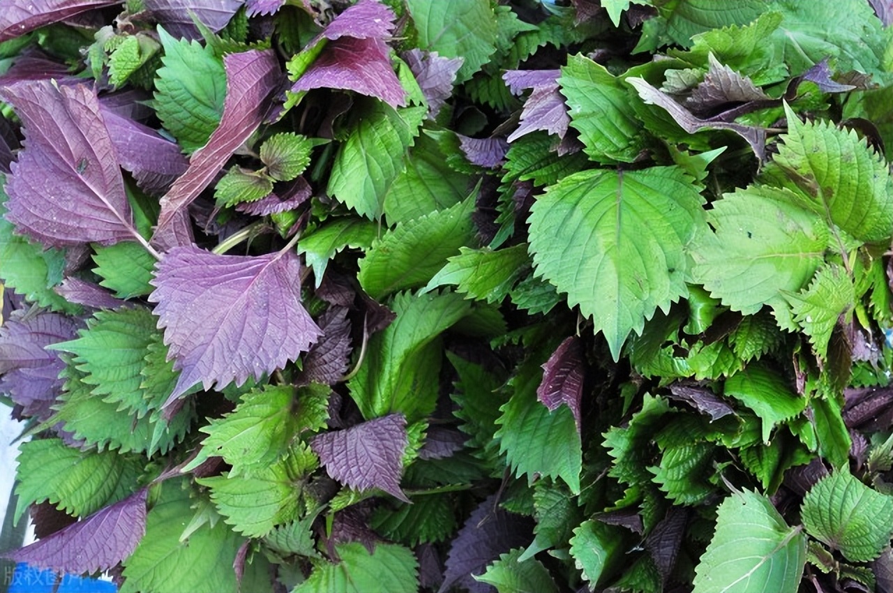 一个大气磅礴的方子,集解郁化痰活血于一体,可散各种肌瘤囊肿