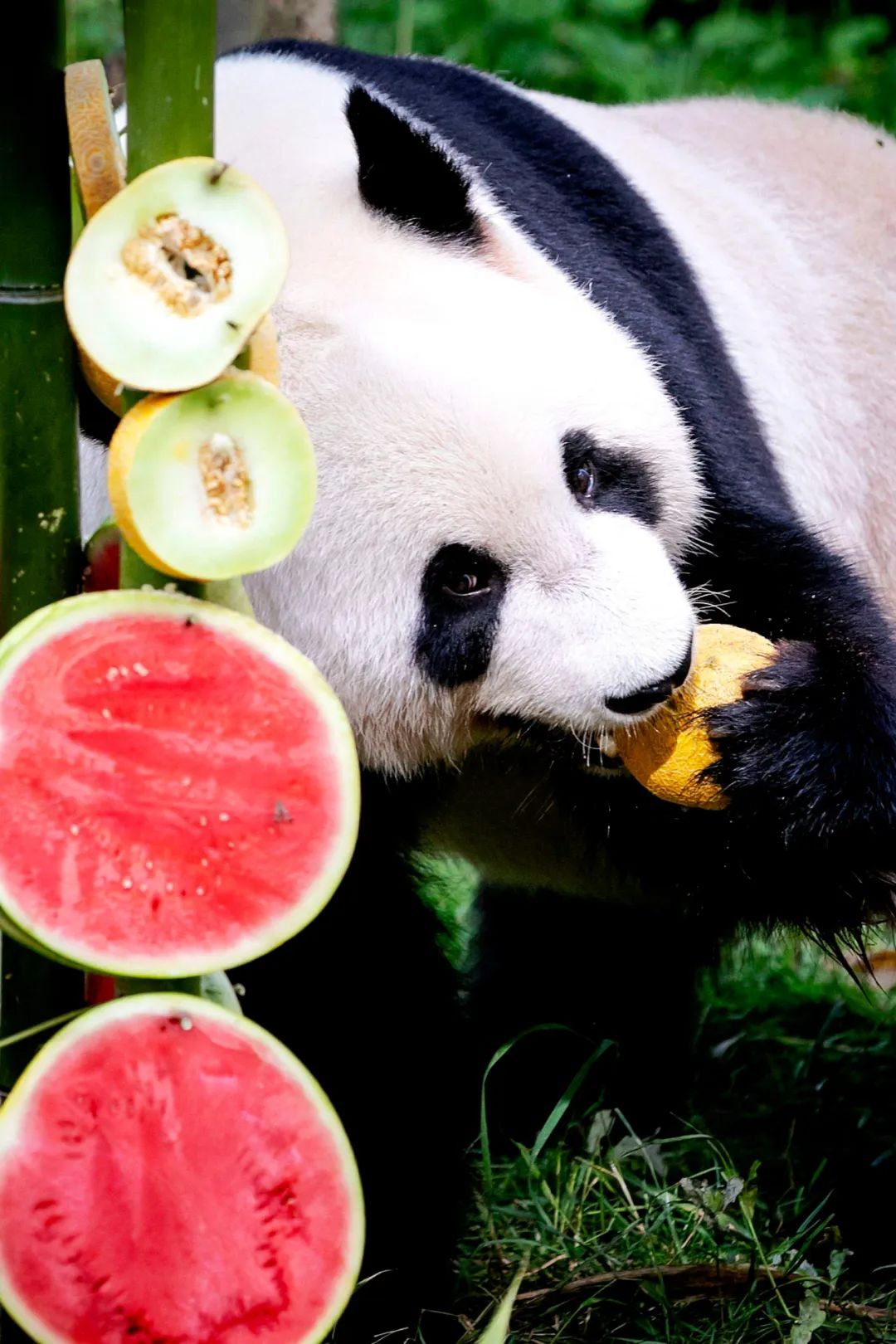 我真的太爱熊猫了，难不成上辈子是根竹子？