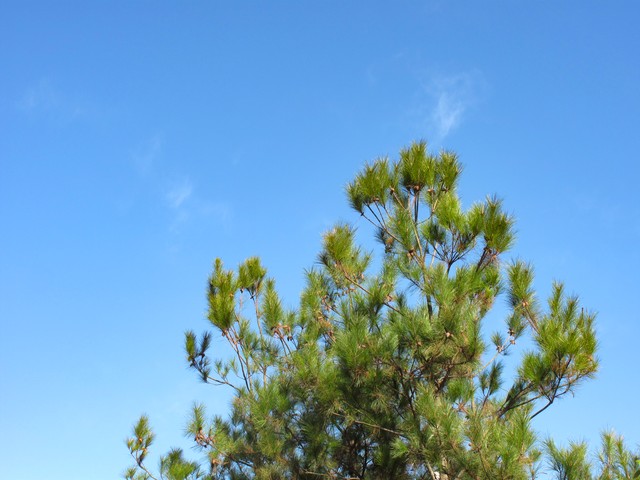 马尾松毛虫,马尾松树图片