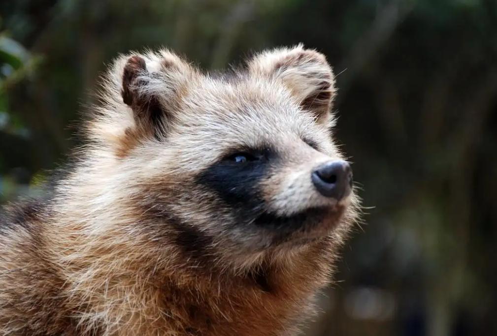 浣熊和貉子,浣熊和貉
