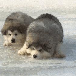 有哪些攻击性的犬可以养,建议懒人养的10种狗小型犬