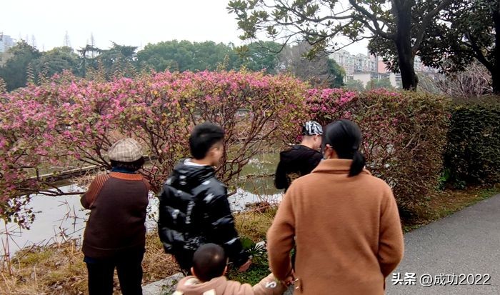 闈掗緳婀栧師濮嬫．鏋楁潨楣冭姳,绾㈣姳妾垫湪鏅偣