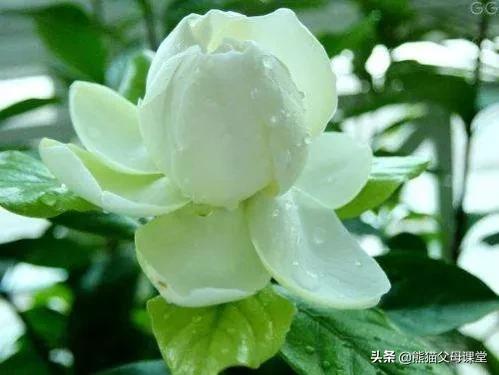 英语前置定语和后置定语,英语语法后置定语是什么