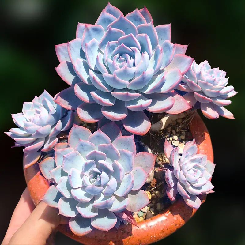 养花新手想自己养出多肉老桩?选这3种就对了