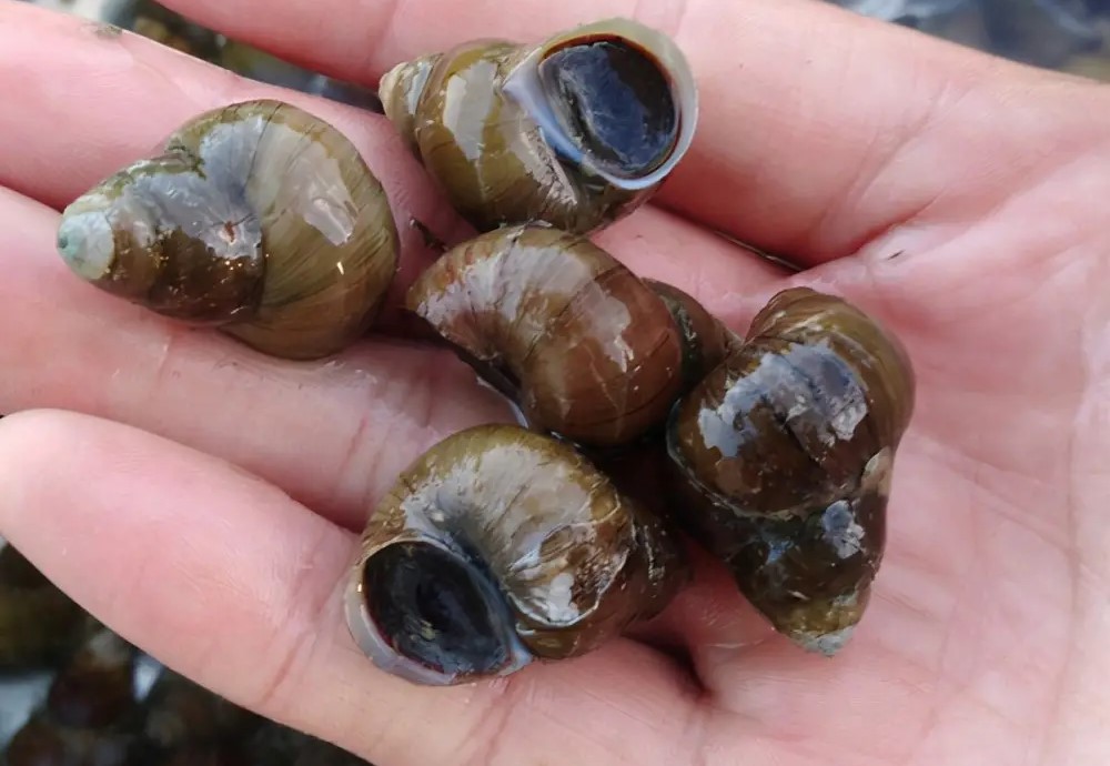 现在野钓鲤鱼用什么饵最好,野钓鲤鱼用什么饵好钓现在