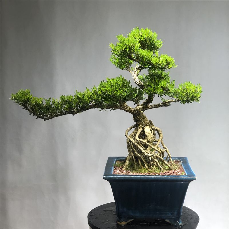 家有黄杨必出栋梁啥意思,家里养黄杨有什么讲究