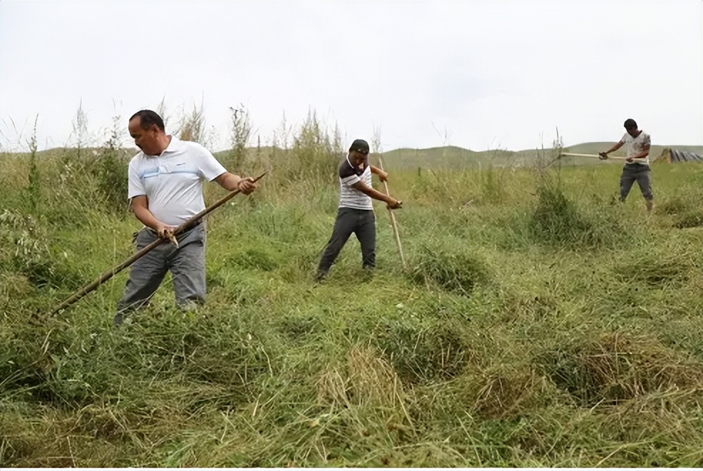 蛇有寿命为啥野外看不到死蛇,蛇活百年为蟒