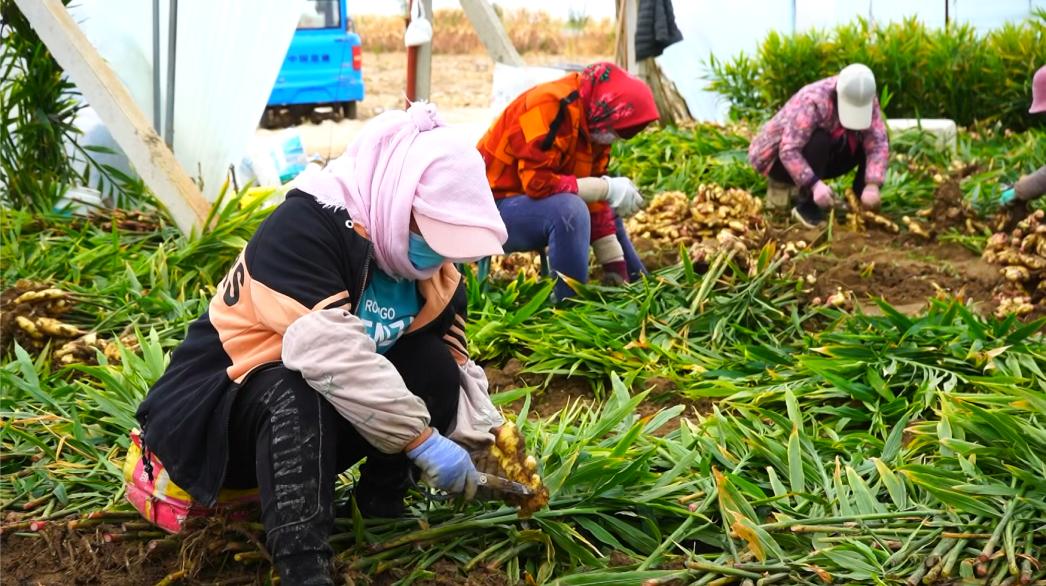 提前上市的生姜种植方法,种植姜致富经创业项目