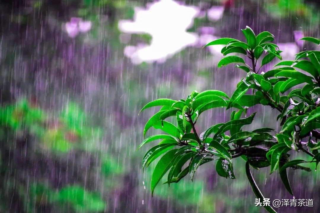 谷雨时节来杯谷雨茶,过了谷雨的茶有什么区别