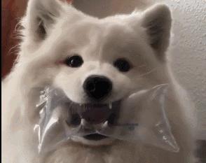 狗狗总喜欢吃草是什么原因呢,狗狗经常吃草是什么原因