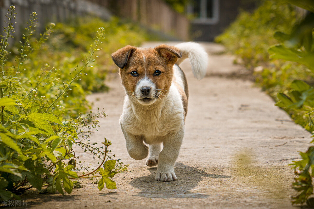 小狗长得可爱，有人想用买两只小猪崽的钱买下它，小主人说多少钱也不卖